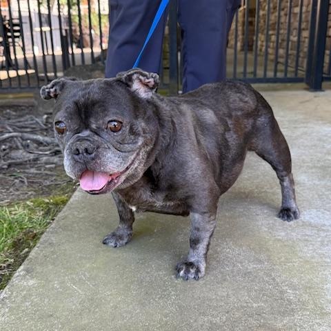 Enlarge Queenie, a ADOPTABLE French Bulldog in Folsom, CA image 4/6