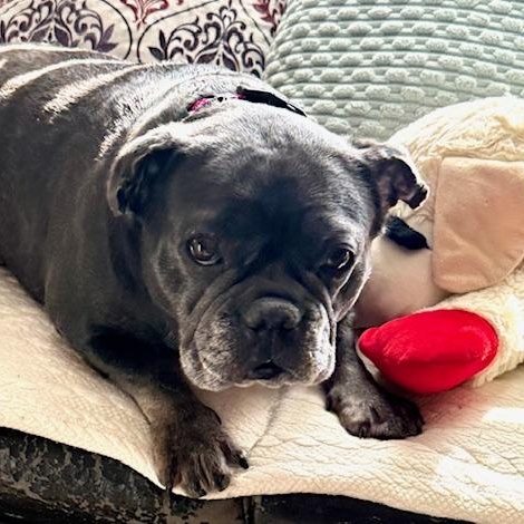 Enlarge Queenie, a ADOPTABLE French Bulldog in Folsom, CA image 2/6