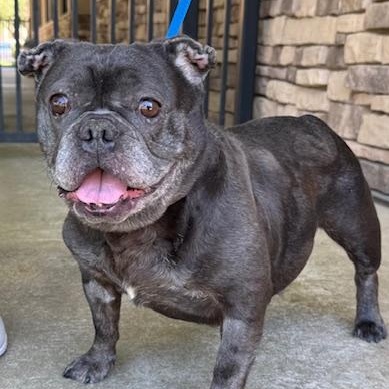 Enlarge Queenie, a ADOPTABLE French Bulldog in Folsom, CA image 1/6