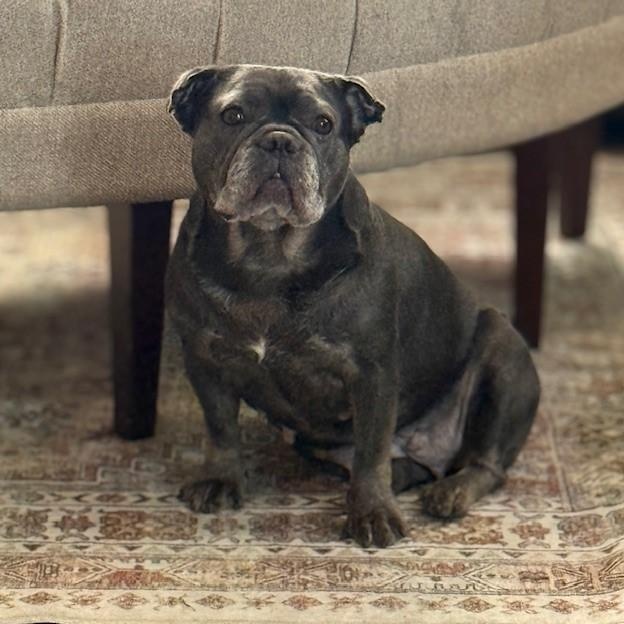 Enlarge Queenie, a ADOPTABLE French Bulldog in Folsom, CA image 6/6