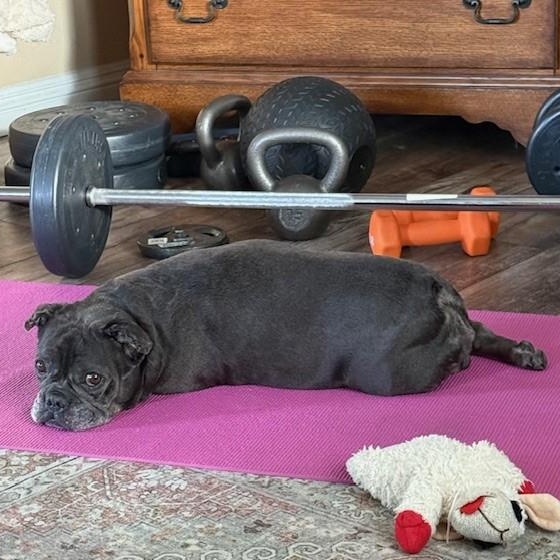 Enlarge Queenie, a ADOPTABLE French Bulldog in Folsom, CA image 5/6