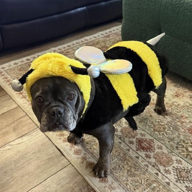 Enlarge Queenie, a ADOPTABLE French Bulldog in Folsom, CA image 3/6