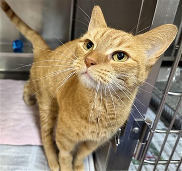 WINSLOW, Adoptable, Young Female Domestic Short Hair.