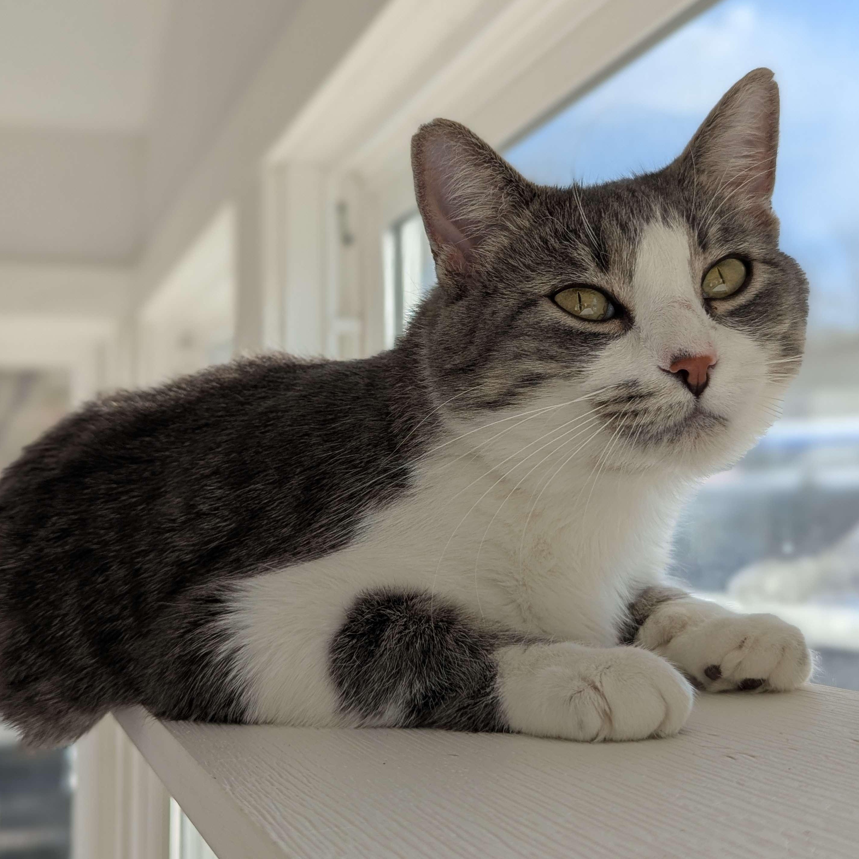 Lonesome-Personal Assistant-FEE SPONSORED