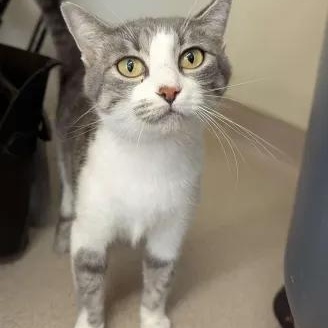 Lonesome-Personal Assistant-FEE SPONSORED