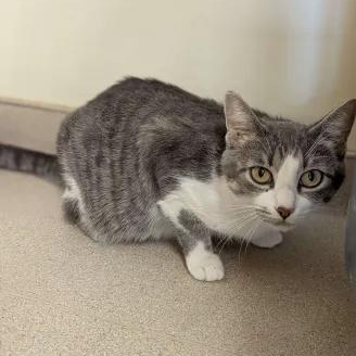 Lonesome-Personal Assistant-FEE SPONSORED