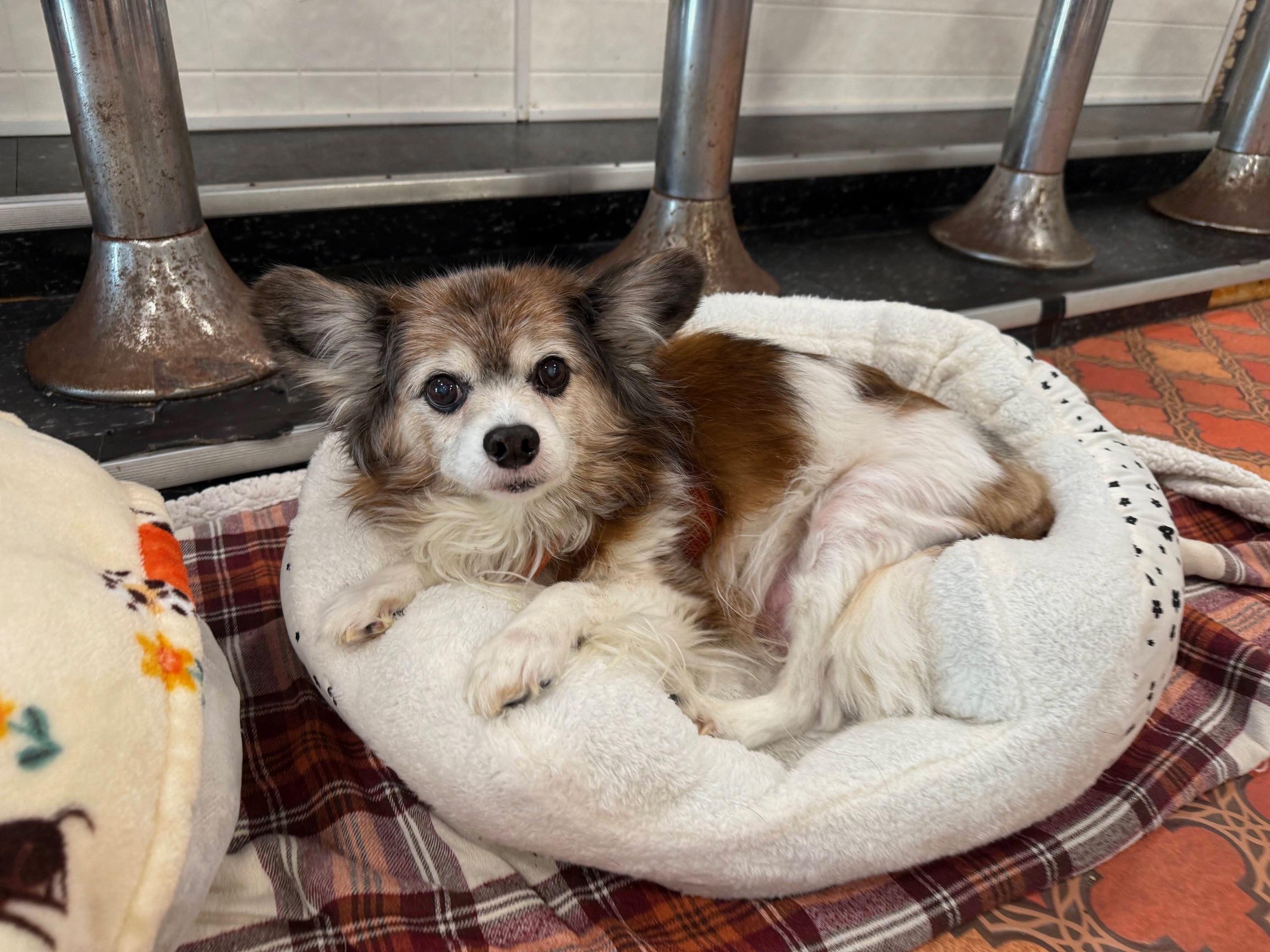 Enlarge Matty, an adopted Papillon in Foster, RI image 5/5