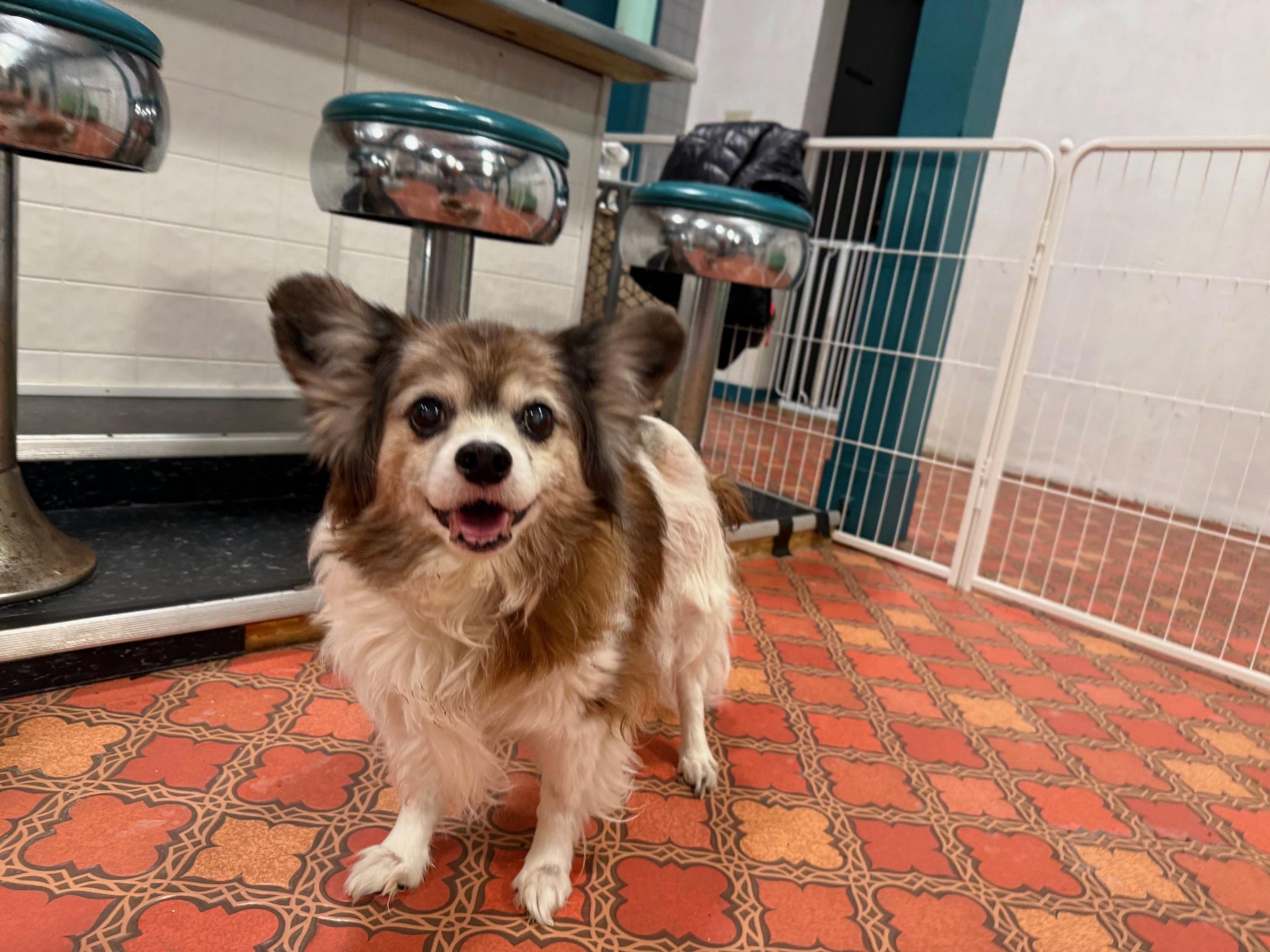 Enlarge Matty, an adopted Papillon in Foster, RI image 2/5