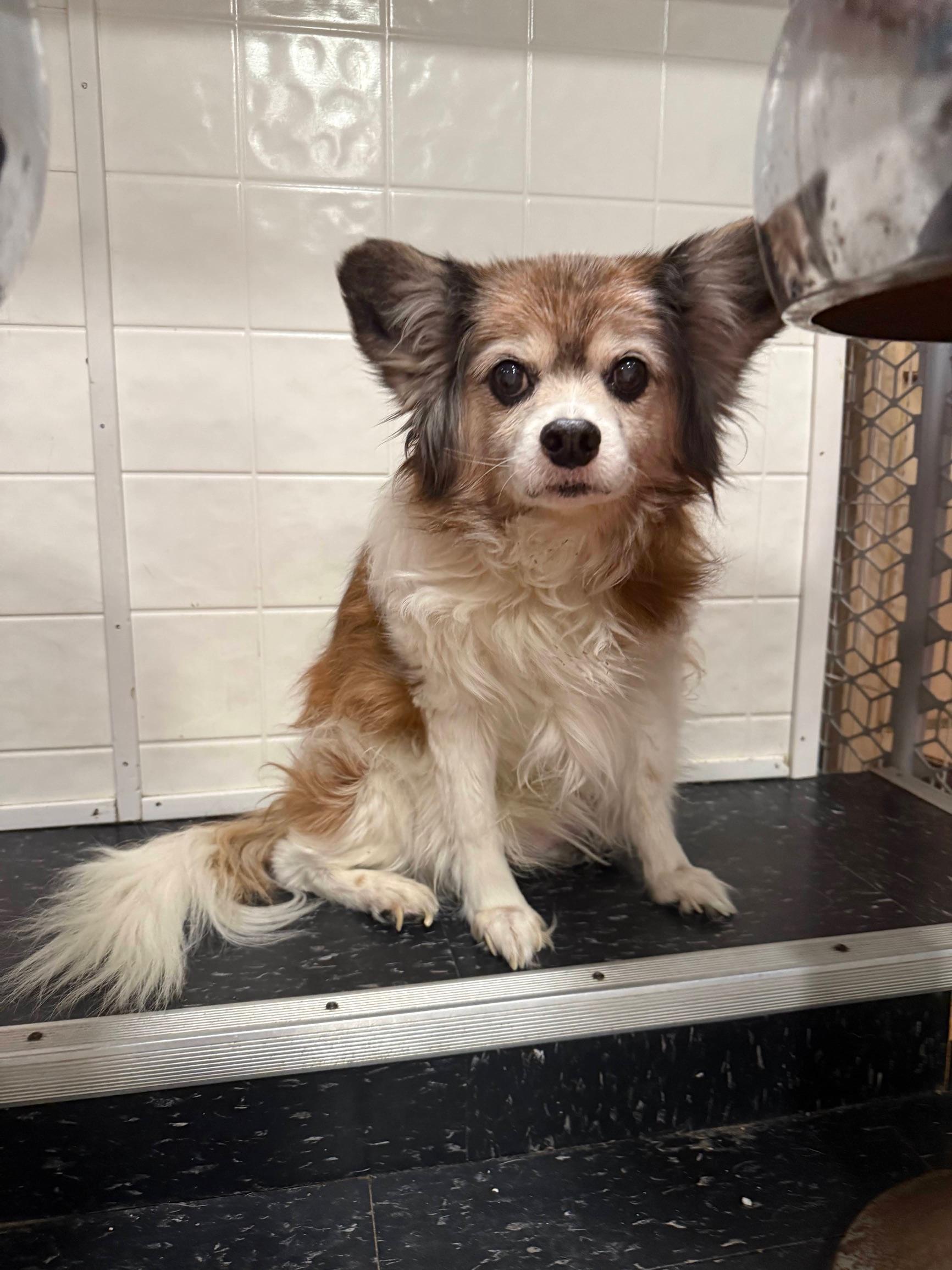 Enlarge Matty, an adopted Papillon in Foster, RI image 1/5