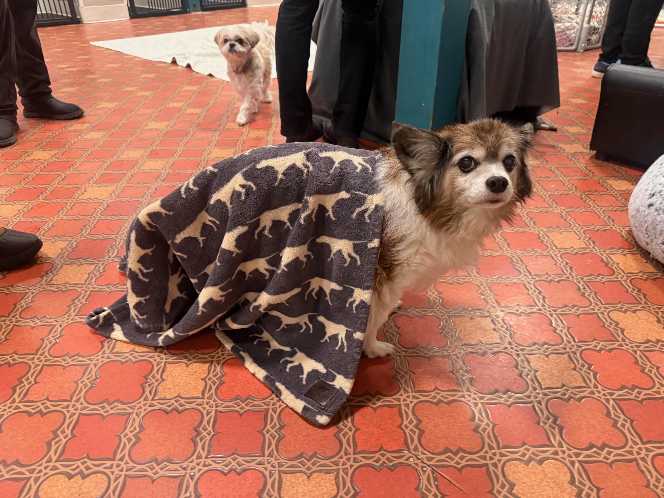 Enlarge Matty, an adopted Papillon in Foster, RI image 3/5