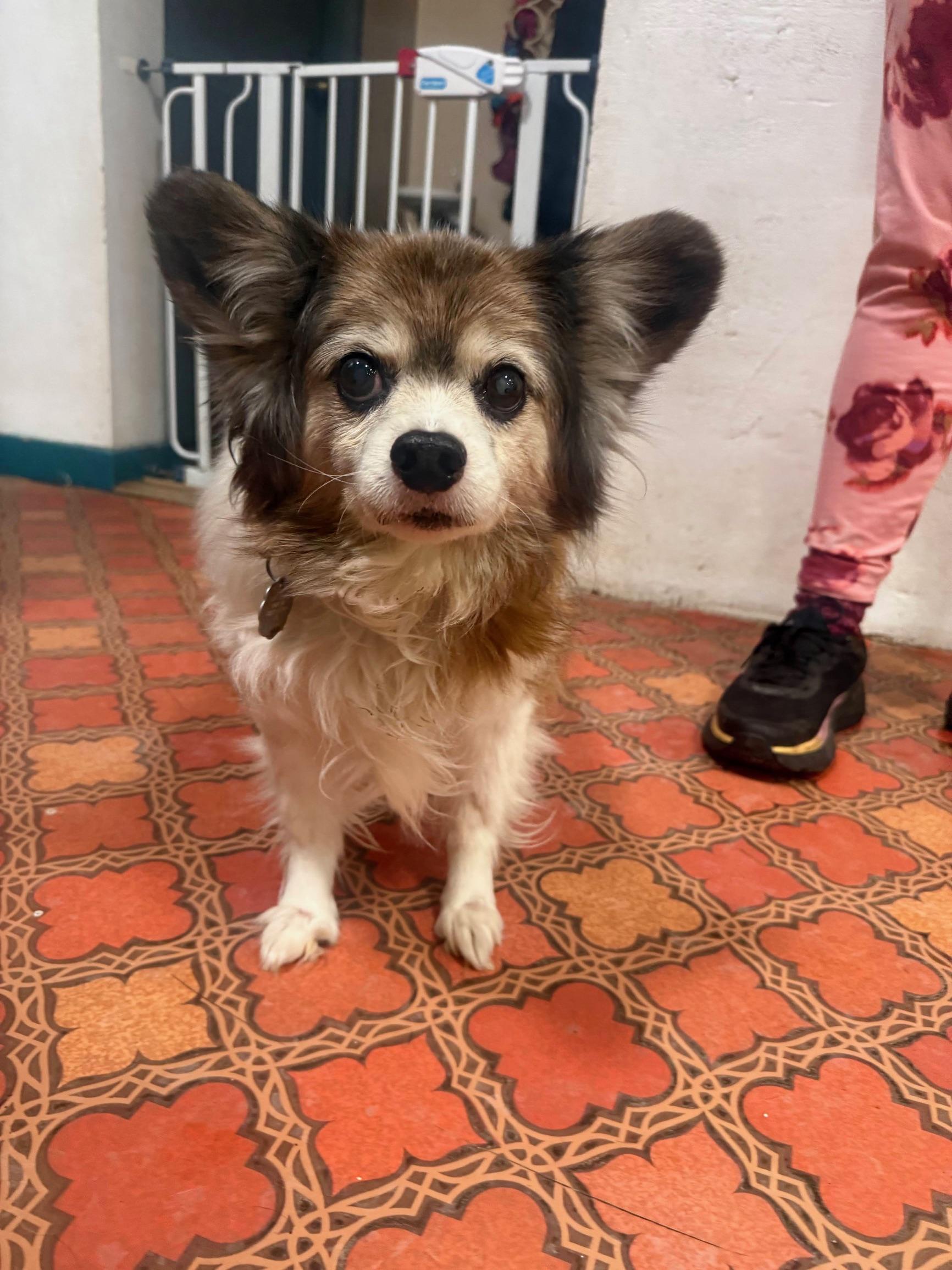 Enlarge Matty, an adopted Papillon in Foster, RI image 4/5
