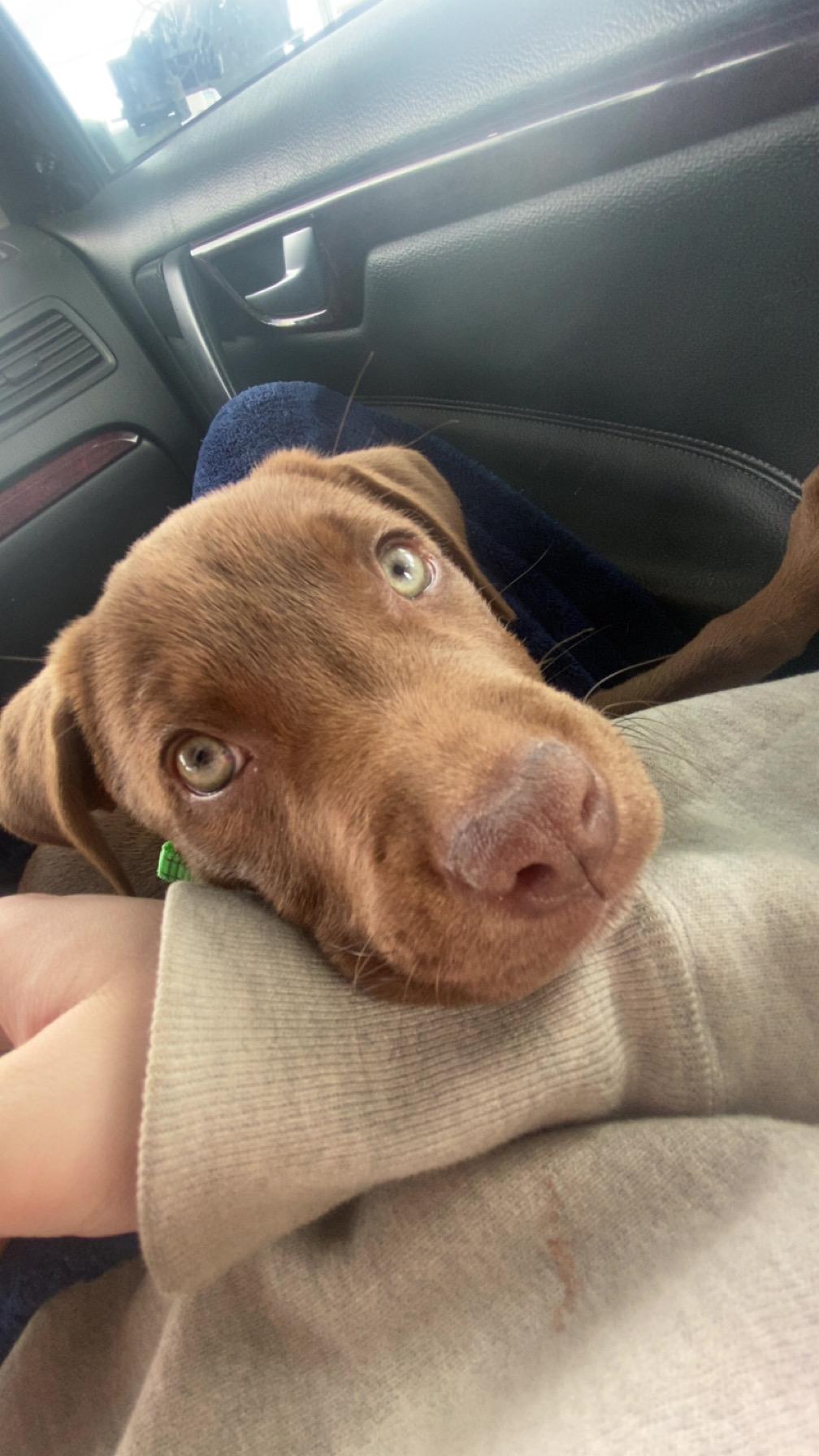 Enlarge Tootsie (COURTESY POST), a Adoptable mixed breed in Lewiston, ID image 2/3
