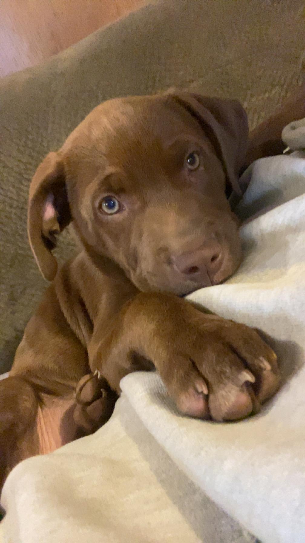 Tootsie (COURTESY POST), Adoptable, Young Female American Staffordshire Terrier.