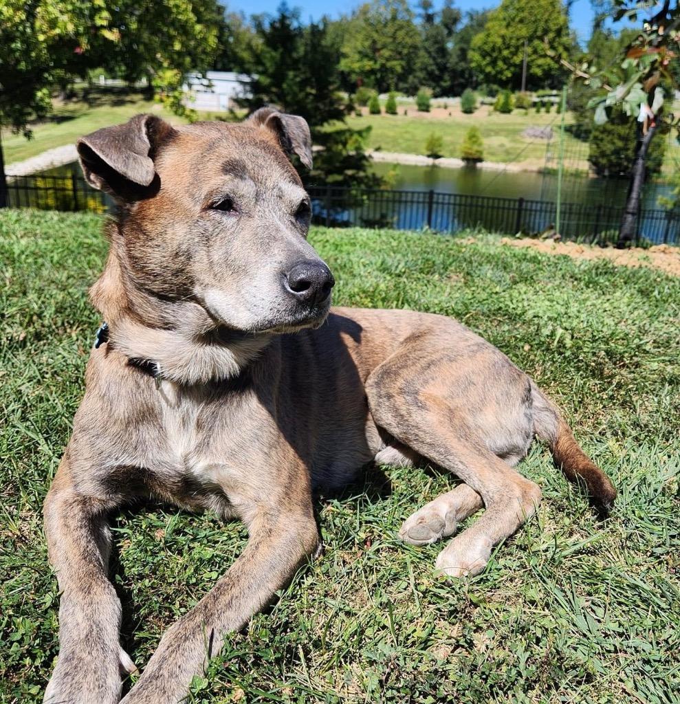 Stoick, Adoptable, Senior Male Terrier & Mixed Breed.