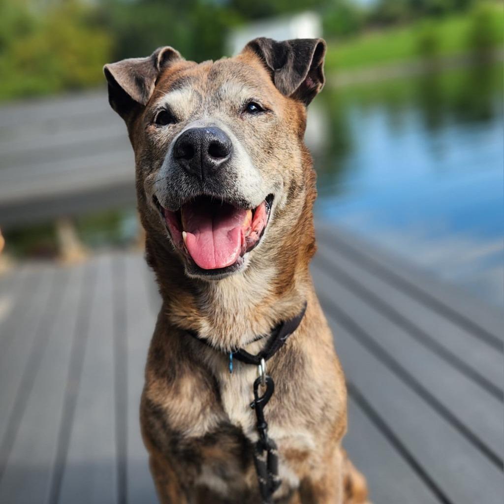 Enlarge Stoick, a Adoptable mixed breed in Columbia, IL image 2/6