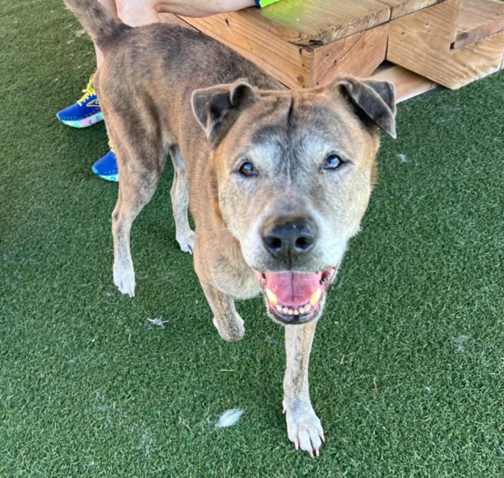 Enlarge Stoick, a Adoptable mixed breed in Columbia, IL image 3/6