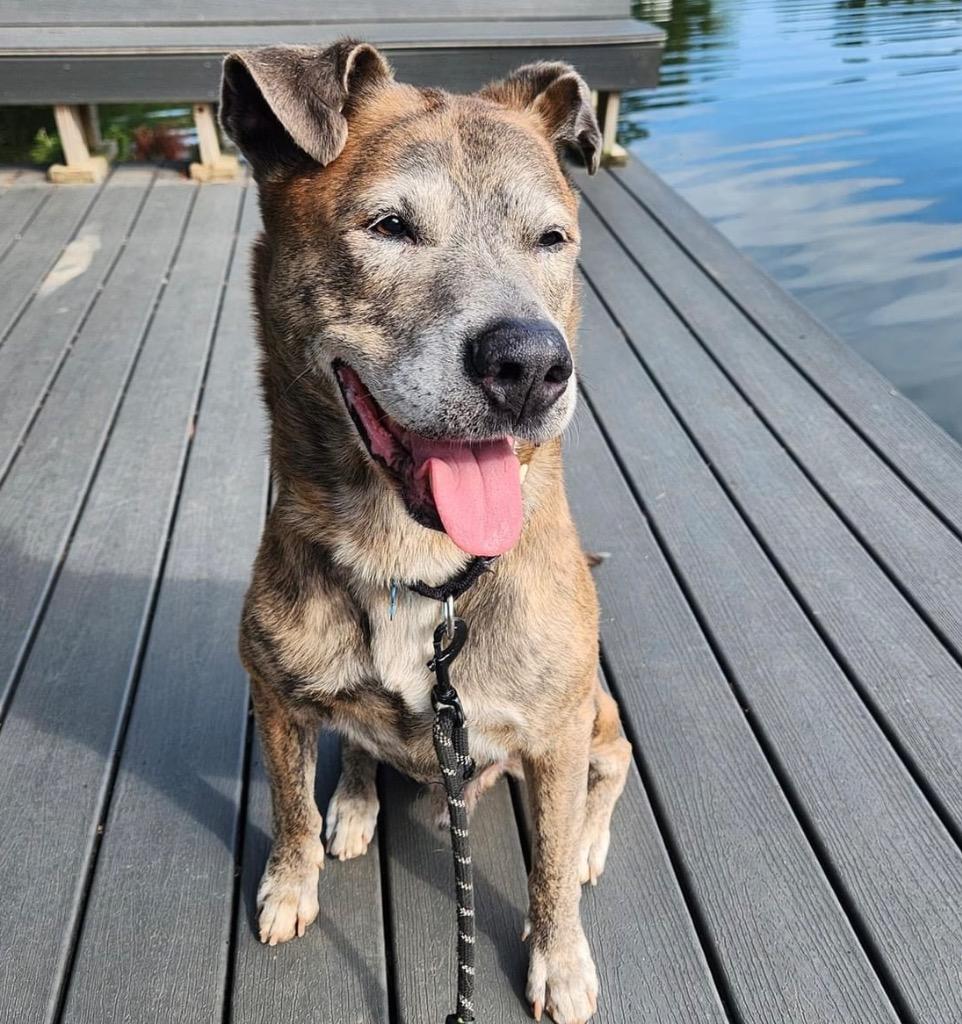 Enlarge Stoick, a Adoptable mixed breed in Columbia, IL image 5/6