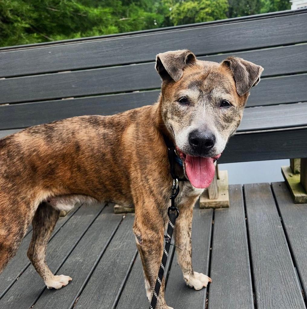 Enlarge Stoick, a Adoptable mixed breed in Columbia, IL image 6/6