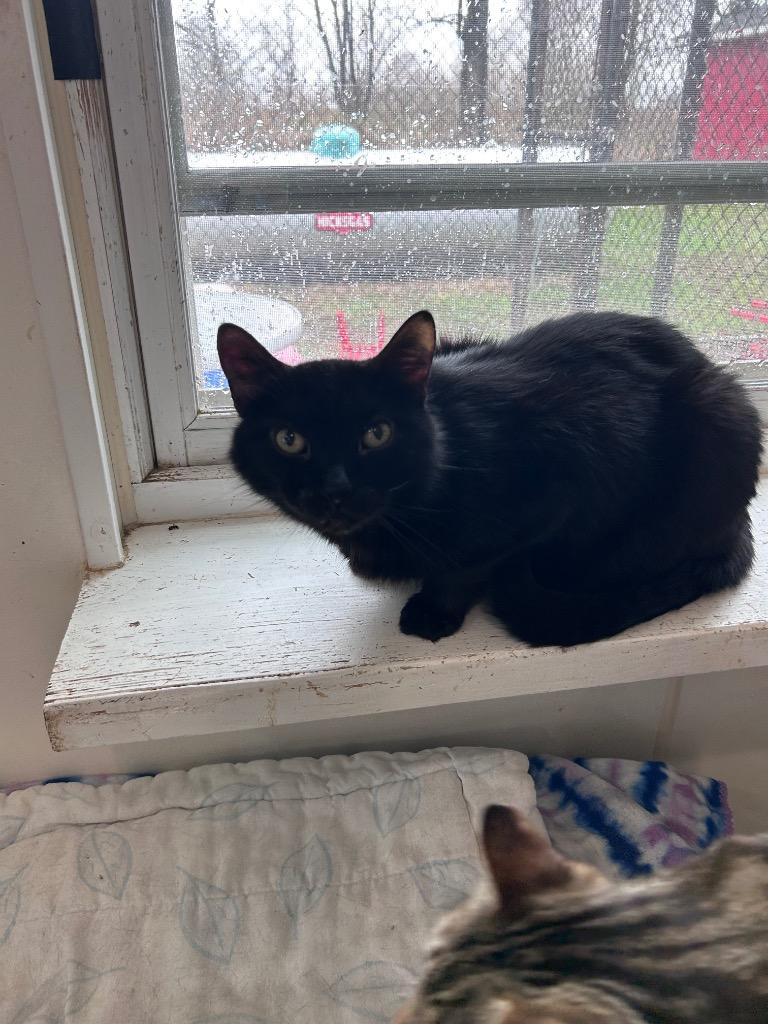 Flip (formerly Pearl Jam), Adoptable, Senior Male Domestic Short Hair.