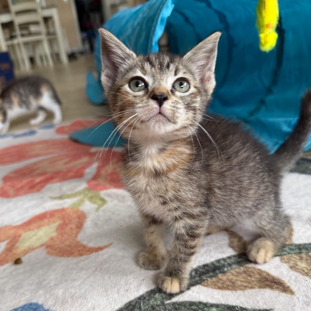 Brita, ADOPTABLE, Kitten Female Calico.