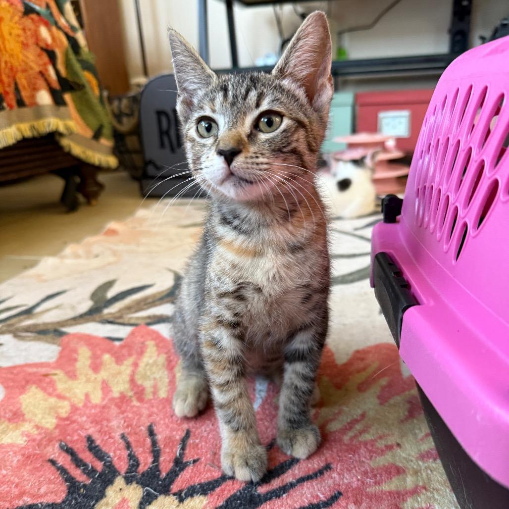 Enlarge Brita, a ADOPTABLE Calico in Hollywood, FL image 2/4