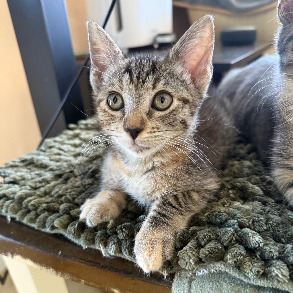 Enlarge Brita, a ADOPTABLE Calico in Hollywood, FL image 3/4