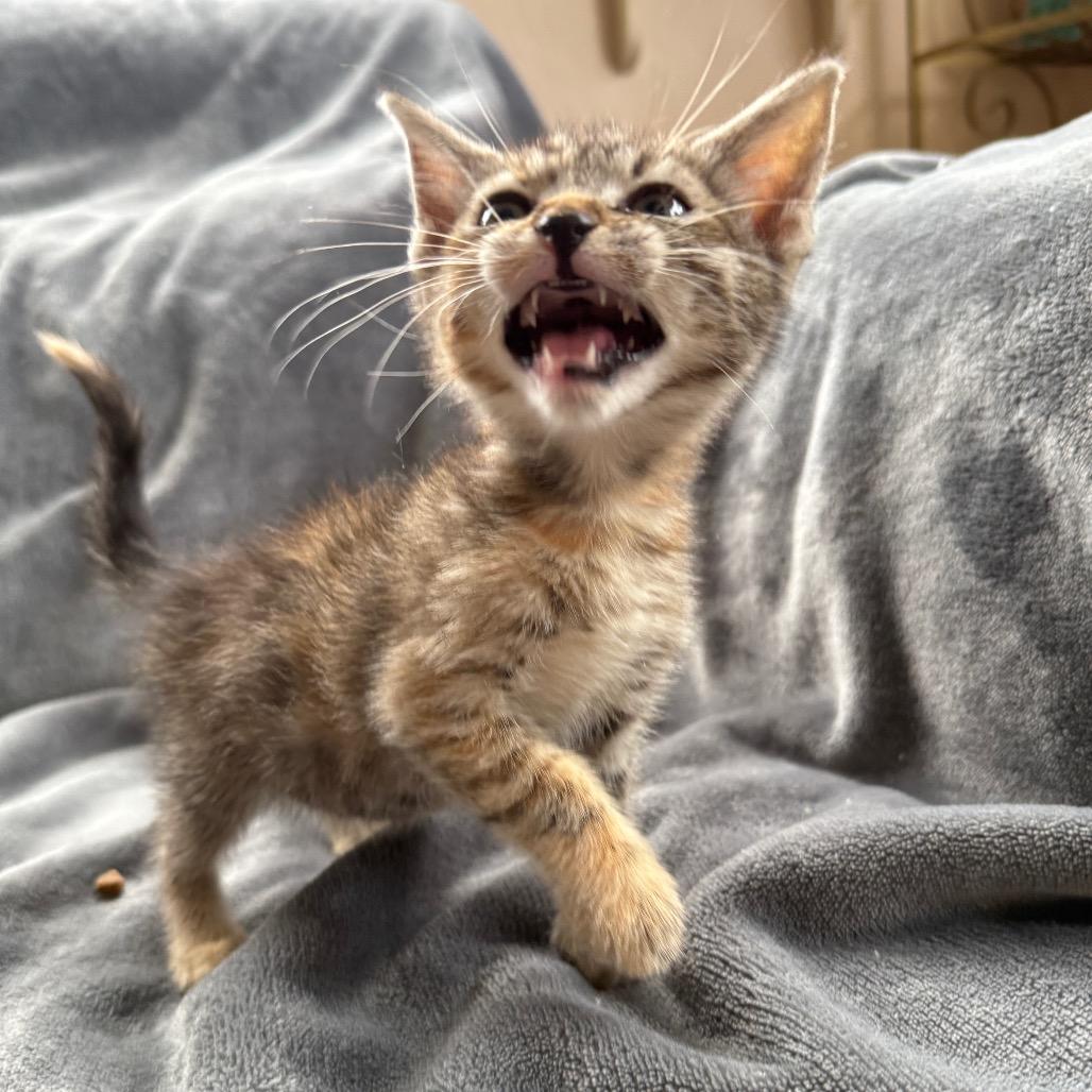 Enlarge Brita, a ADOPTABLE Calico in Hollywood, FL image 4/4