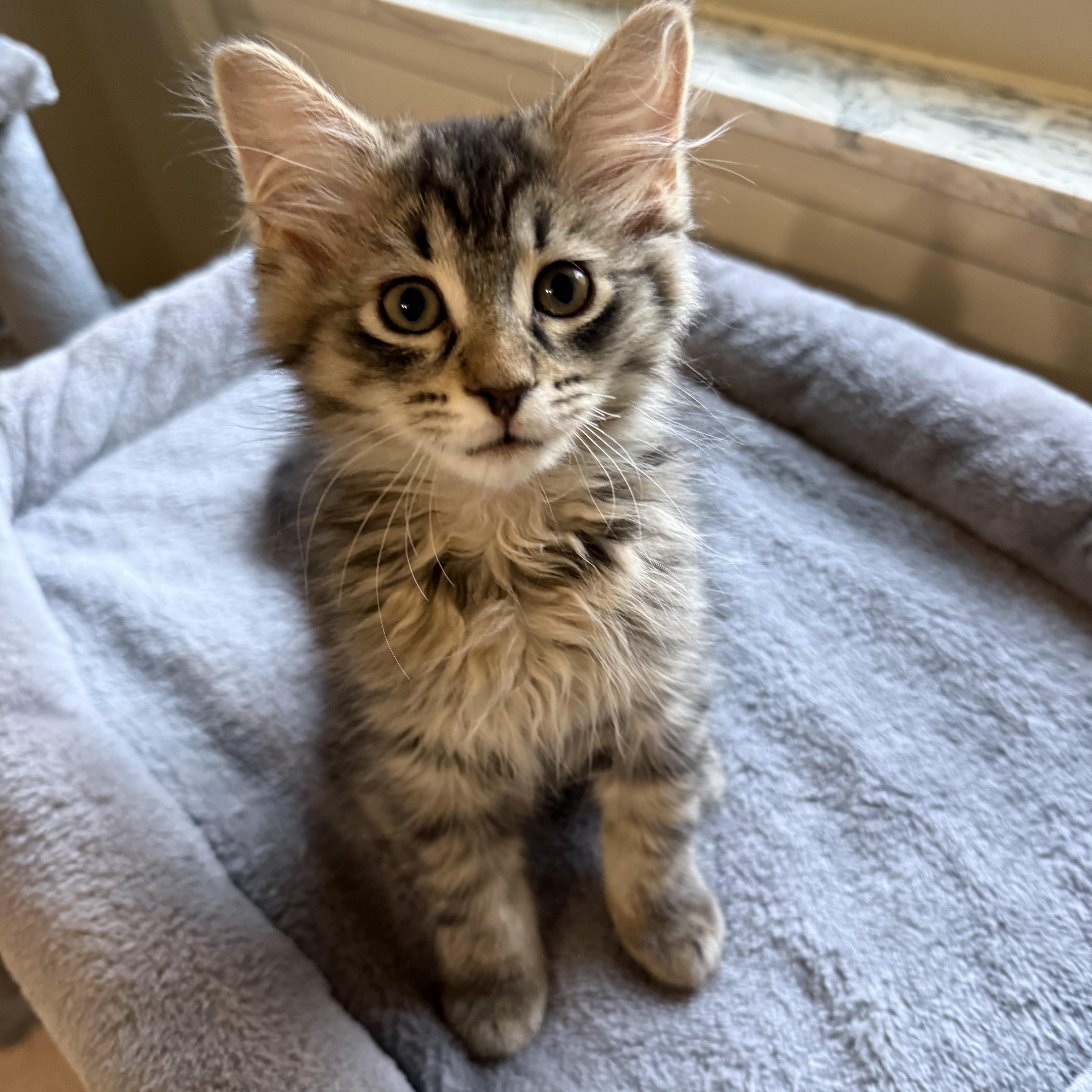 Sofia, ADOPTABLE, Kitten Female Domestic Long Hair.