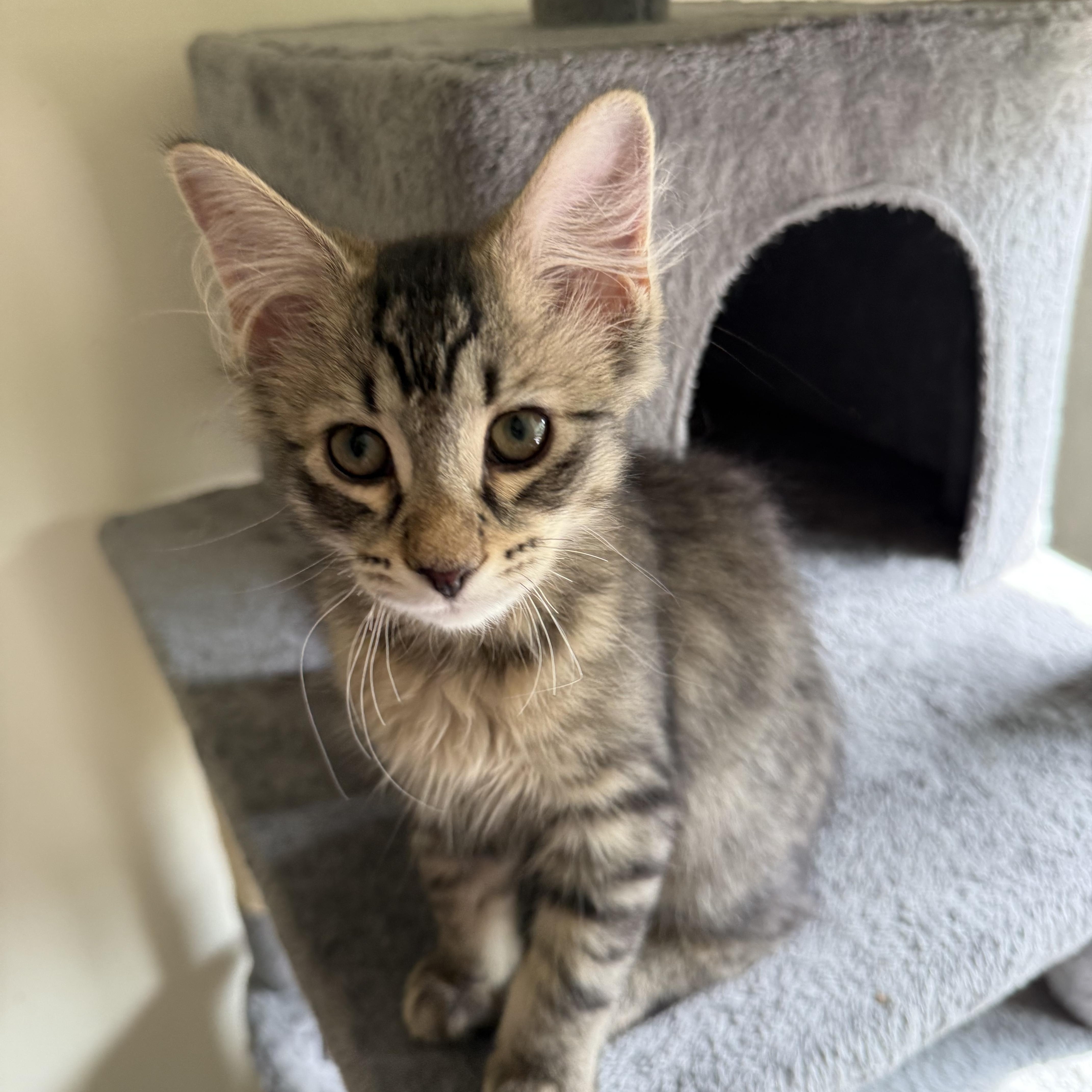 Sofia, a ADOPTABLE Domestic Long Hair in South Lyon, MI image 4/5