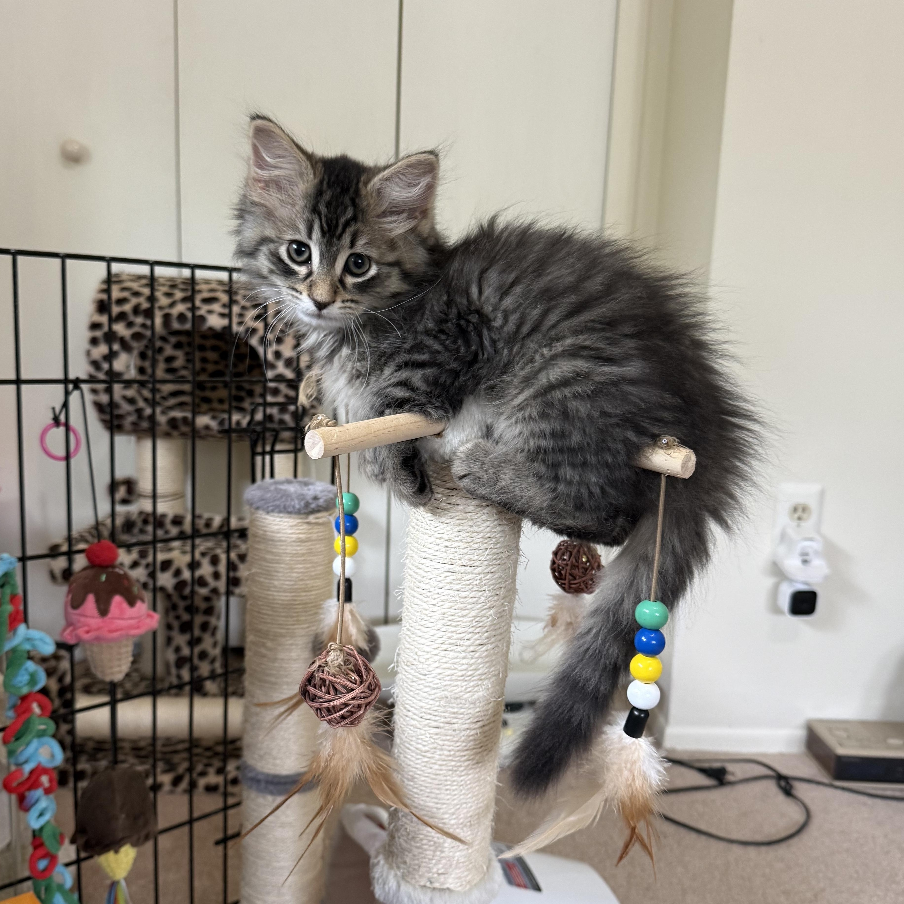 Sofia, a ADOPTABLE Domestic Long Hair in South Lyon, MI image 3/5
