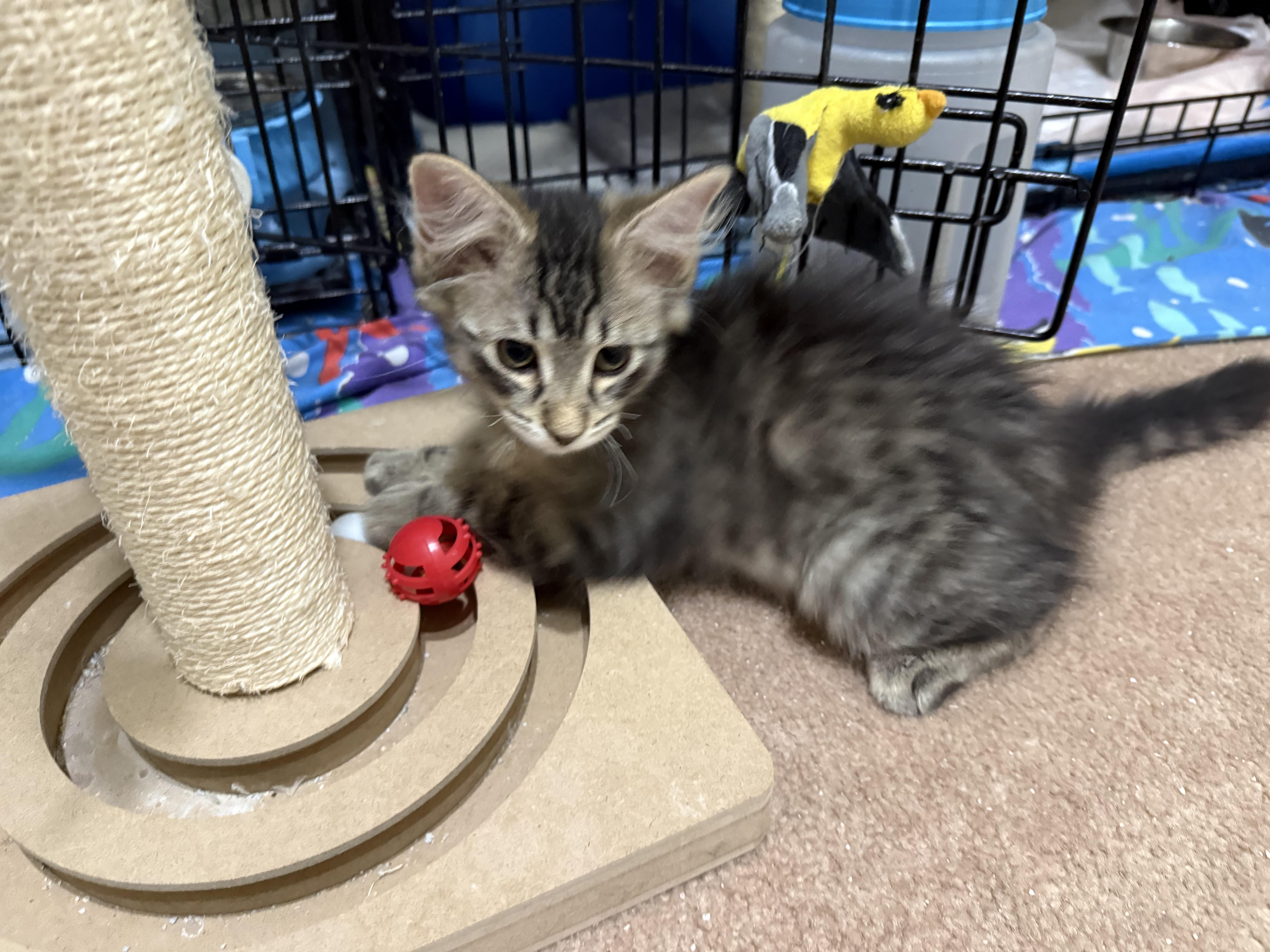 Sofia, a ADOPTABLE Domestic Long Hair in South Lyon, MI image 2/5