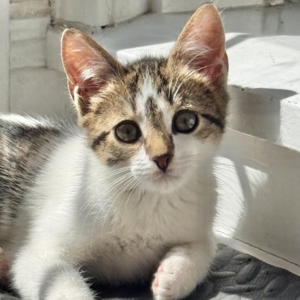 Lotus, Adoptable, Kitten Female Domestic Short Hair.