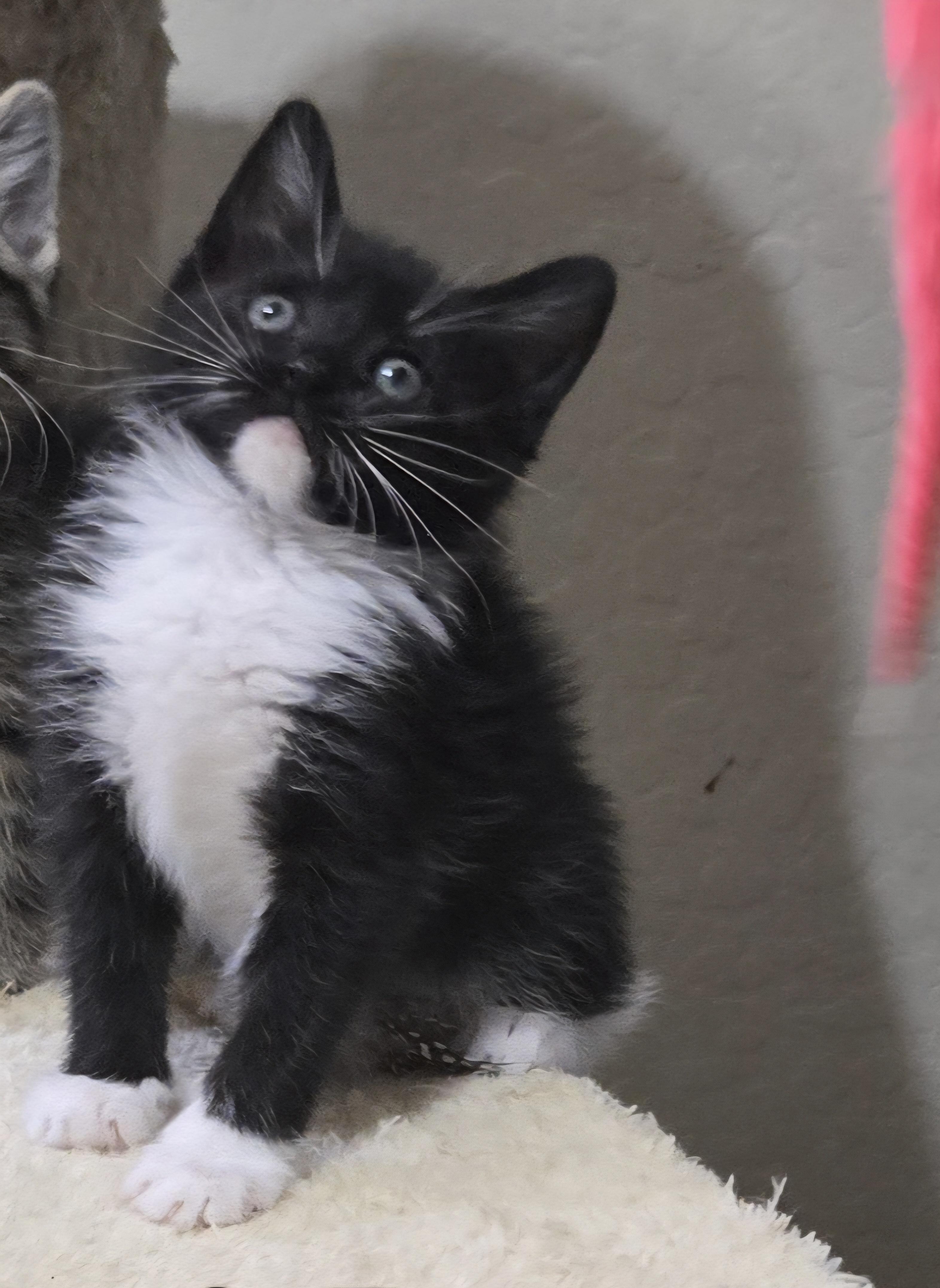 Feyre, adopted, Kitten Female Tuxedo.