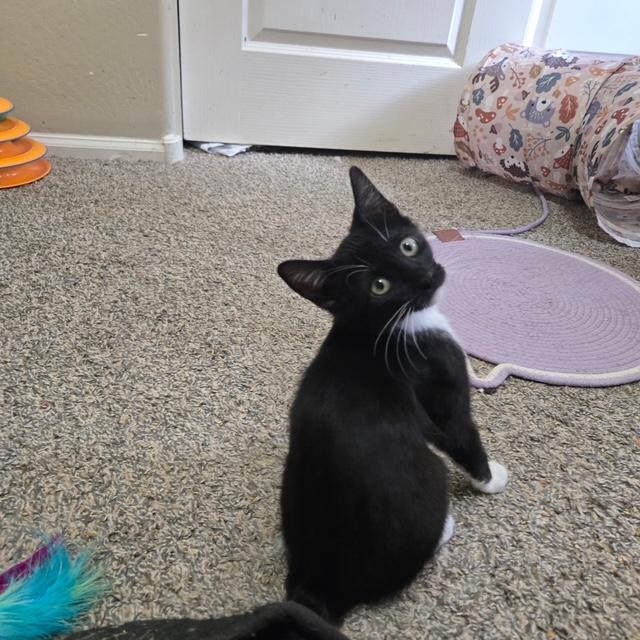 Feyre, an adopted Tuxedo in Mesa, AZ image 2/3