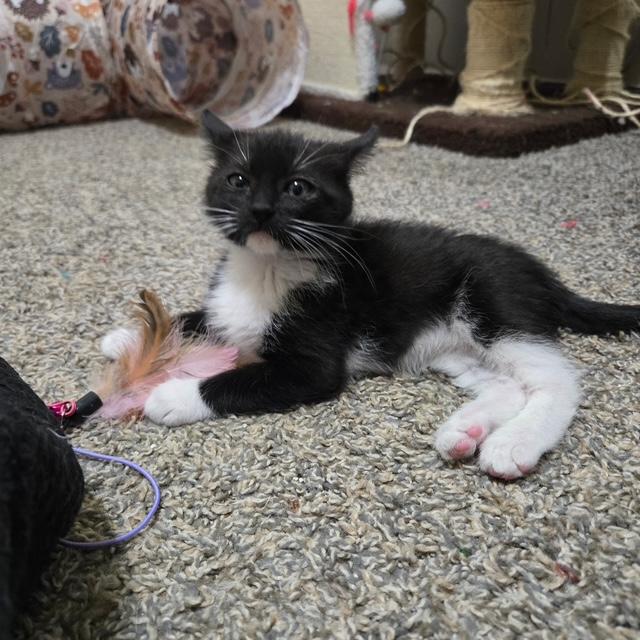 Feyre, an adopted Tuxedo in Mesa, AZ image 3/3