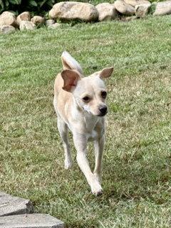 Enlarge Pixie, a Adoptable mixed breed in Nashville, TN image 1/3
