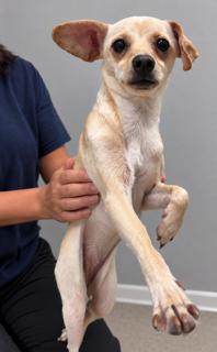 Enlarge Pixie, a Adoptable mixed breed in Nashville, TN image 2/3