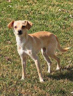 Enlarge Pixie, a Adoptable mixed breed in Nashville, TN image 3/3