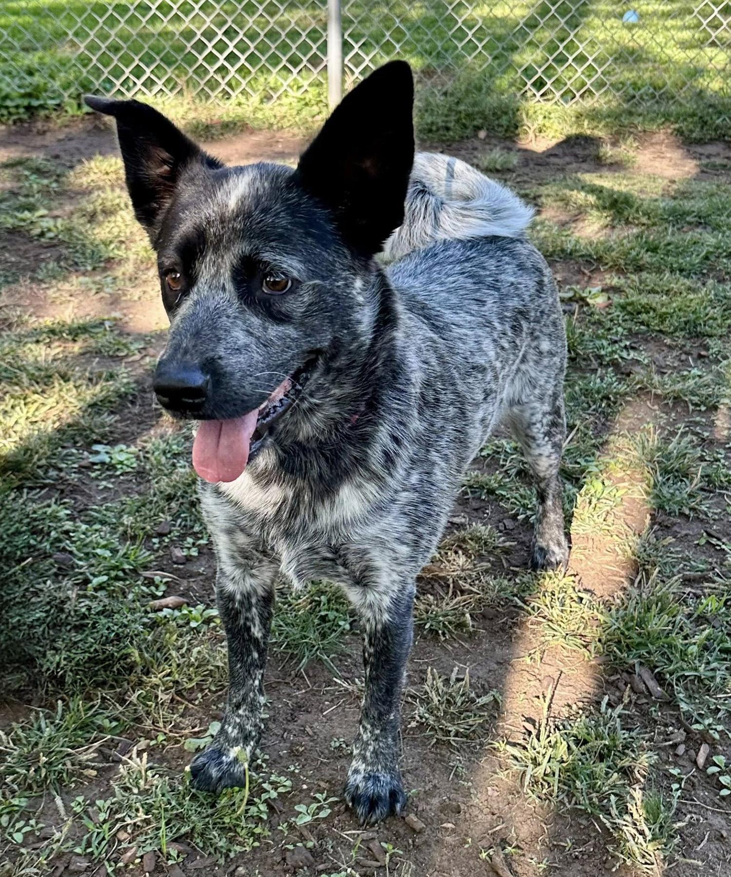Mooshi, ADOPTABLE, Young Female Australian Cattle Dog / Blue Heeler.
