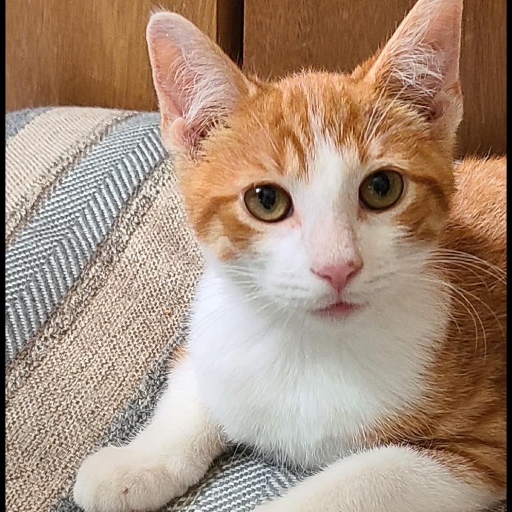 Twinkie, Adoptable, Young Male Domestic Short Hair.