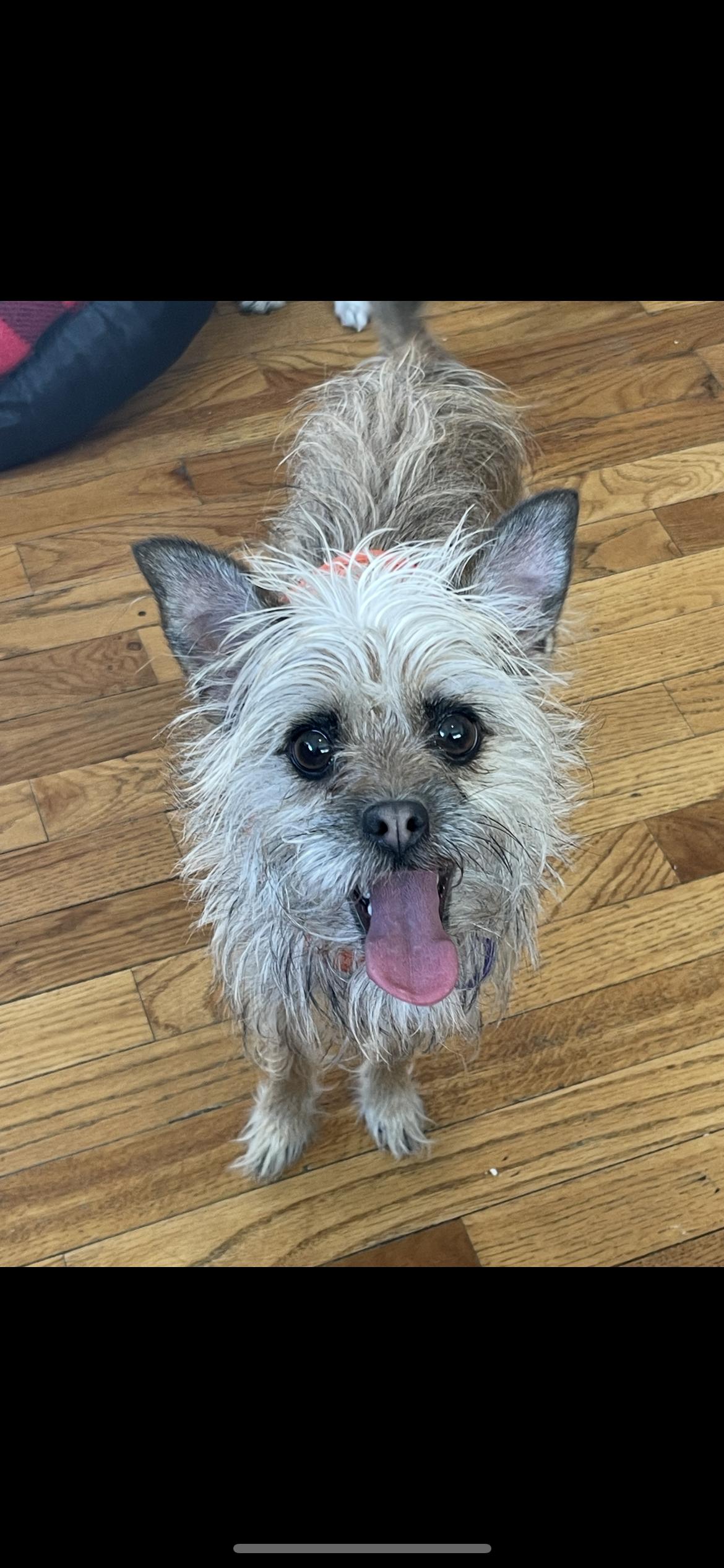 Nala, a Adoptable Terrier in Salt Lake City, UT image 5/6