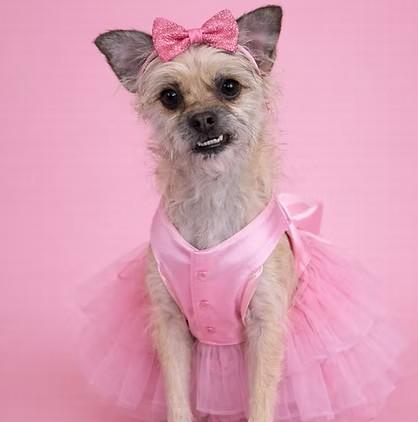 Enlarge Nala, a Adoptable Terrier in Salt Lake City, UT image 1/6