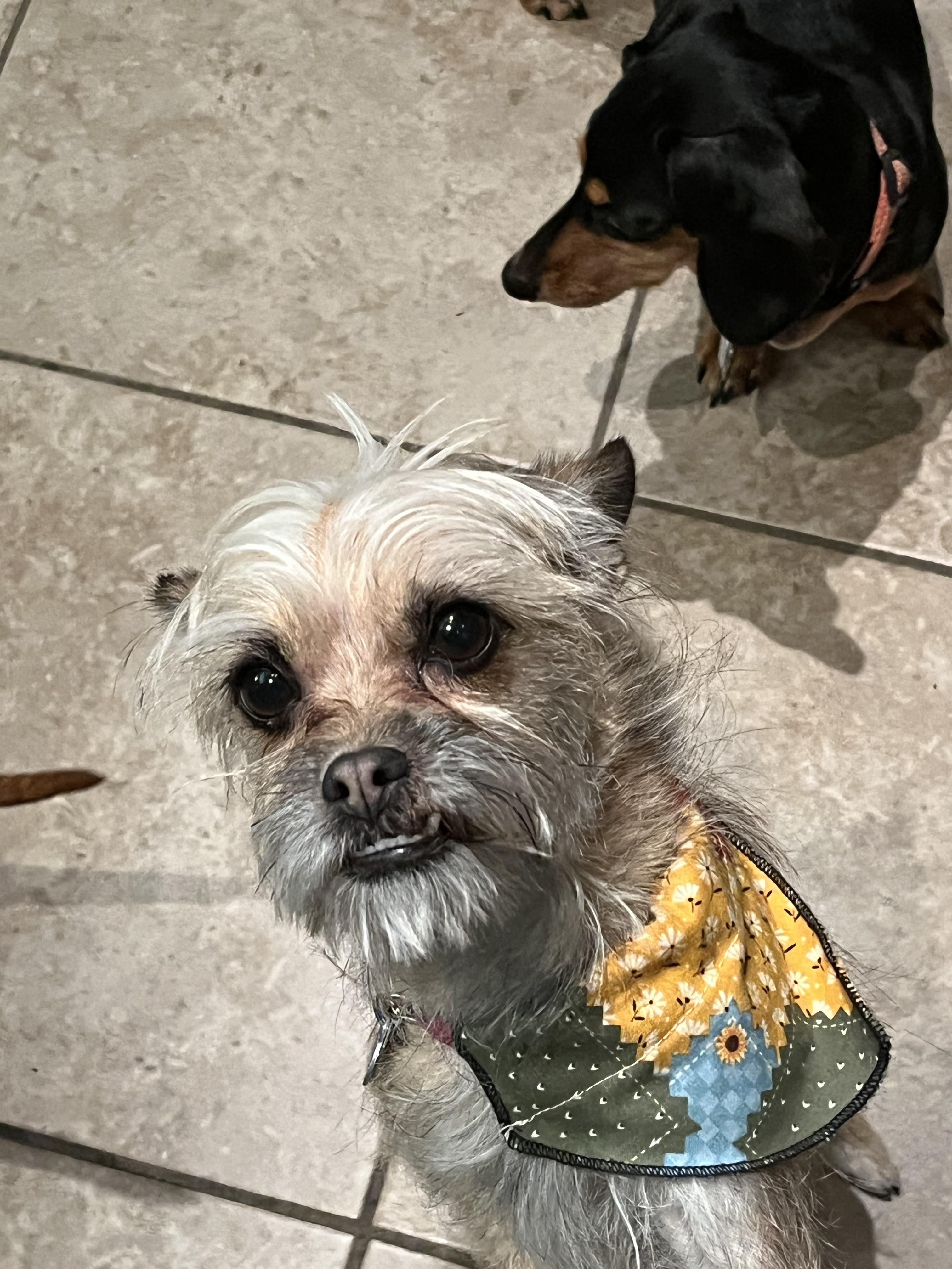 Nala, a Adoptable Terrier in Salt Lake City, UT image 6/6