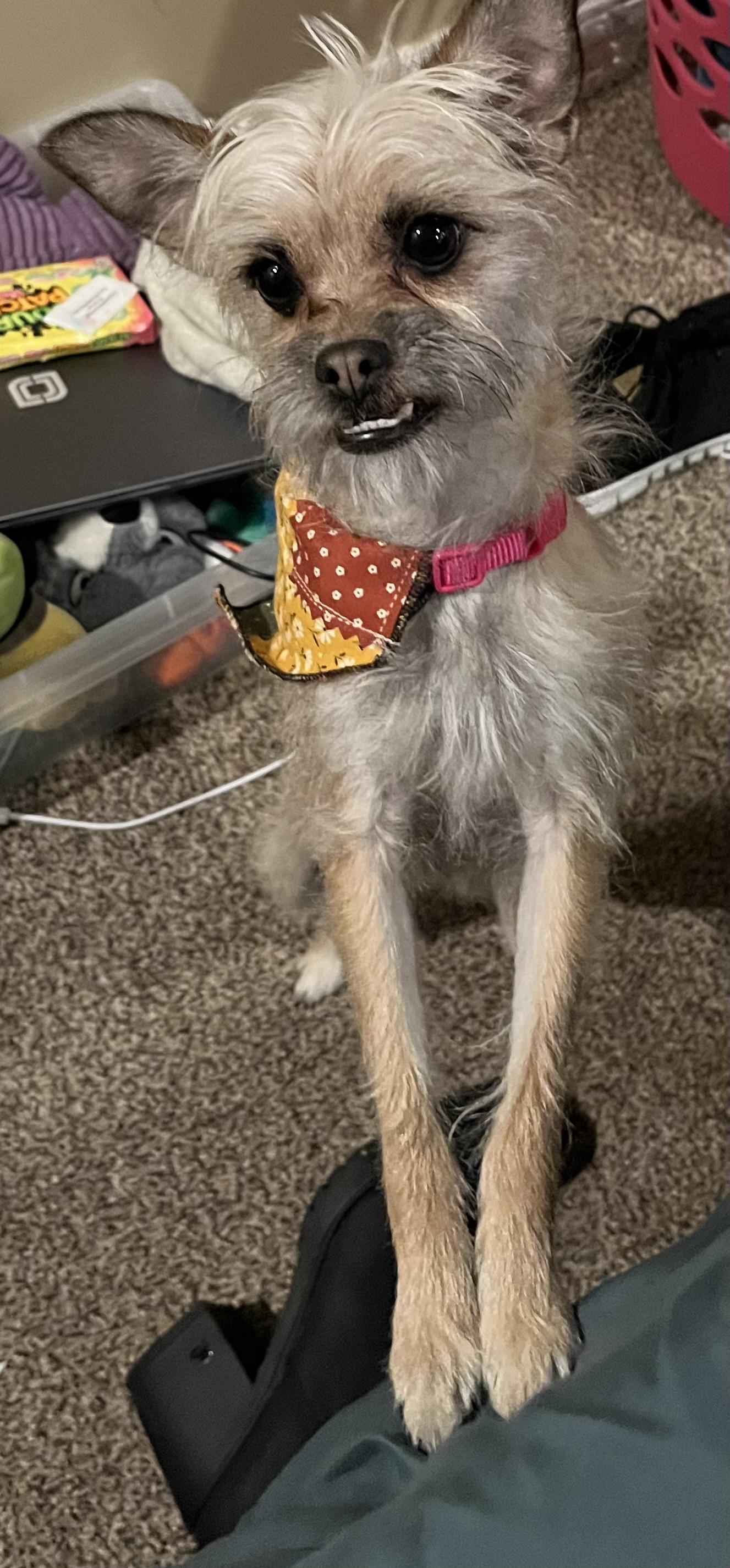 Nala, a Adoptable Terrier in Salt Lake City, UT image 2/6