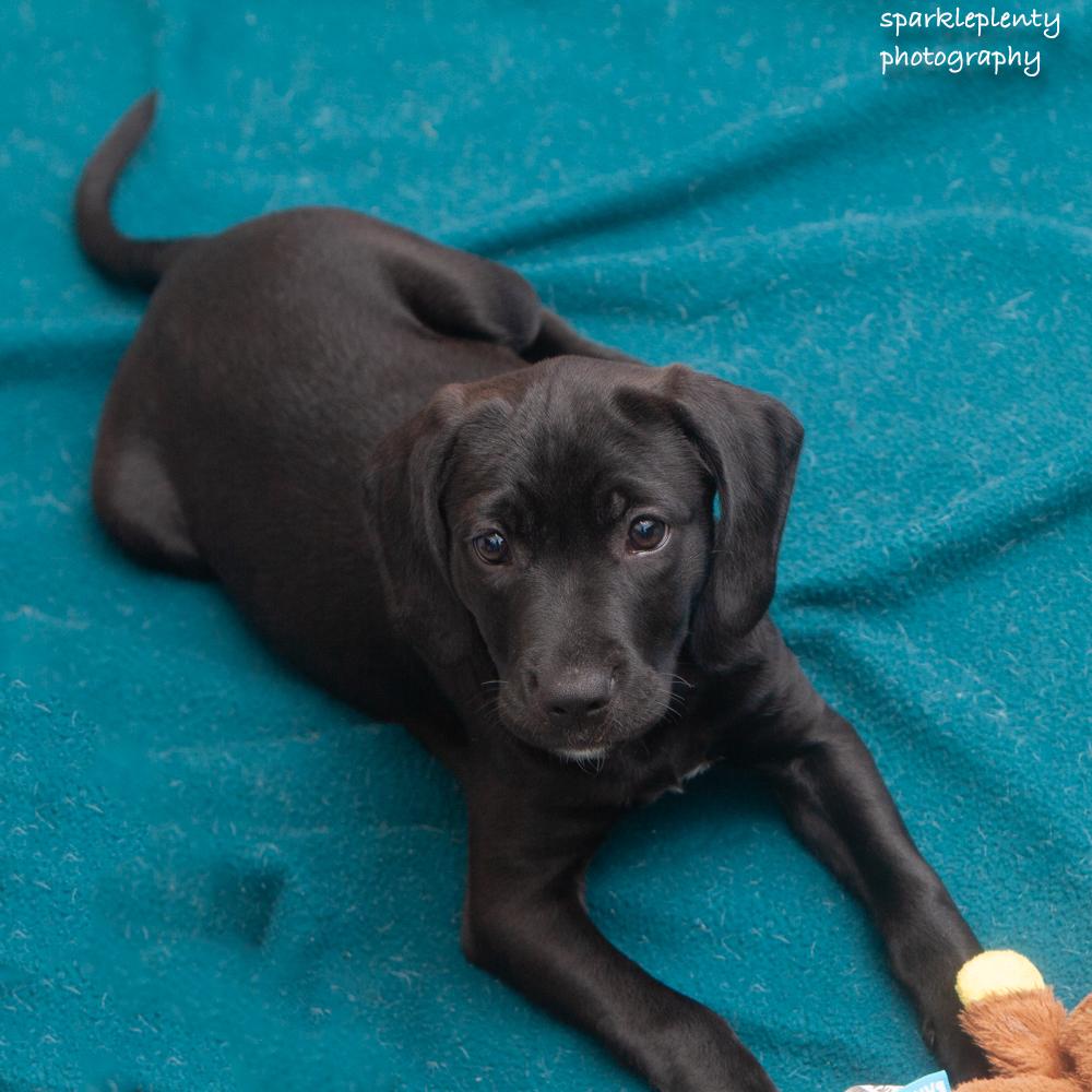 Mabel, an adoptable Mixed Breed in Ridgefield, CT image 3/4