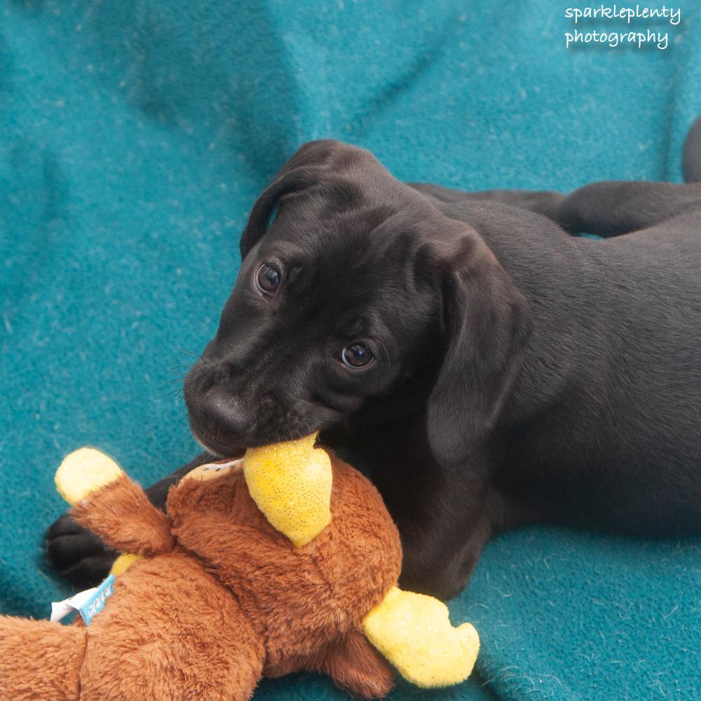 Mabel, an adoptable Mixed Breed in Ridgefield, CT image 1/4