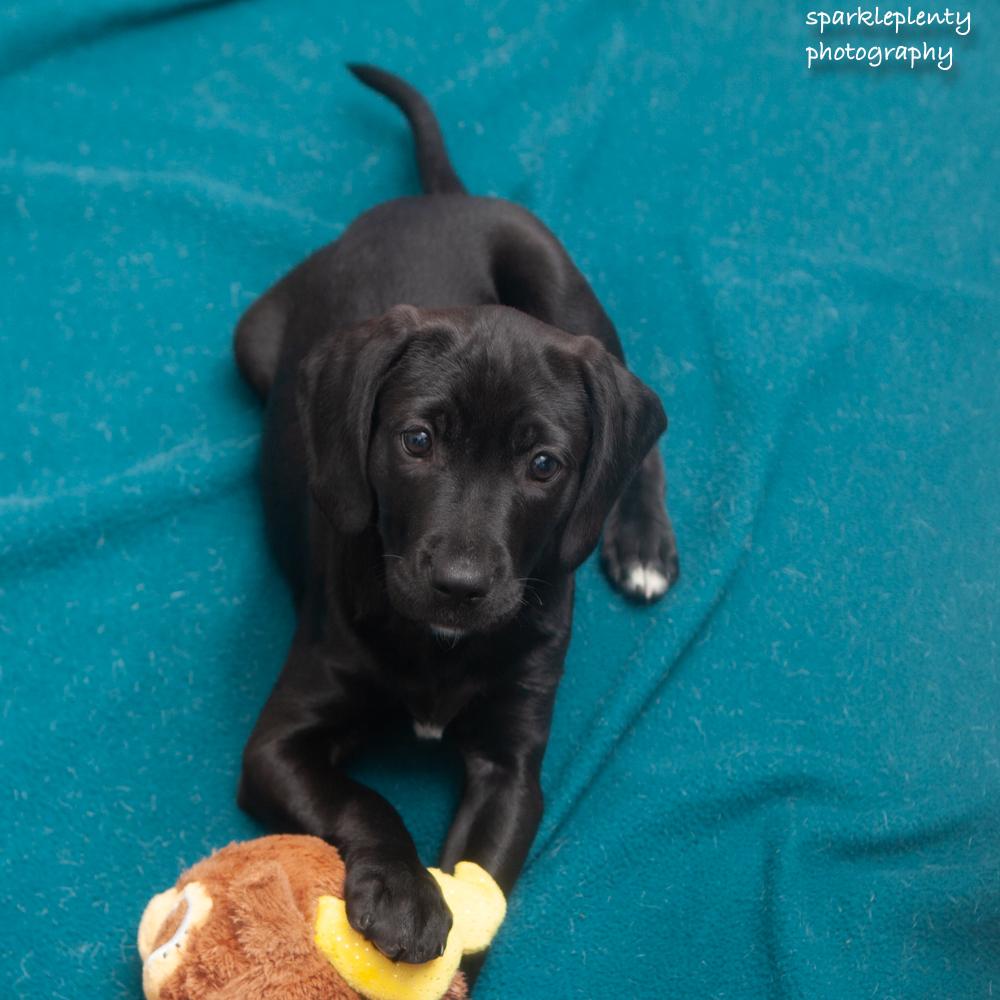 Mabel, an adoptable Mixed Breed in Ridgefield, CT image 2/4