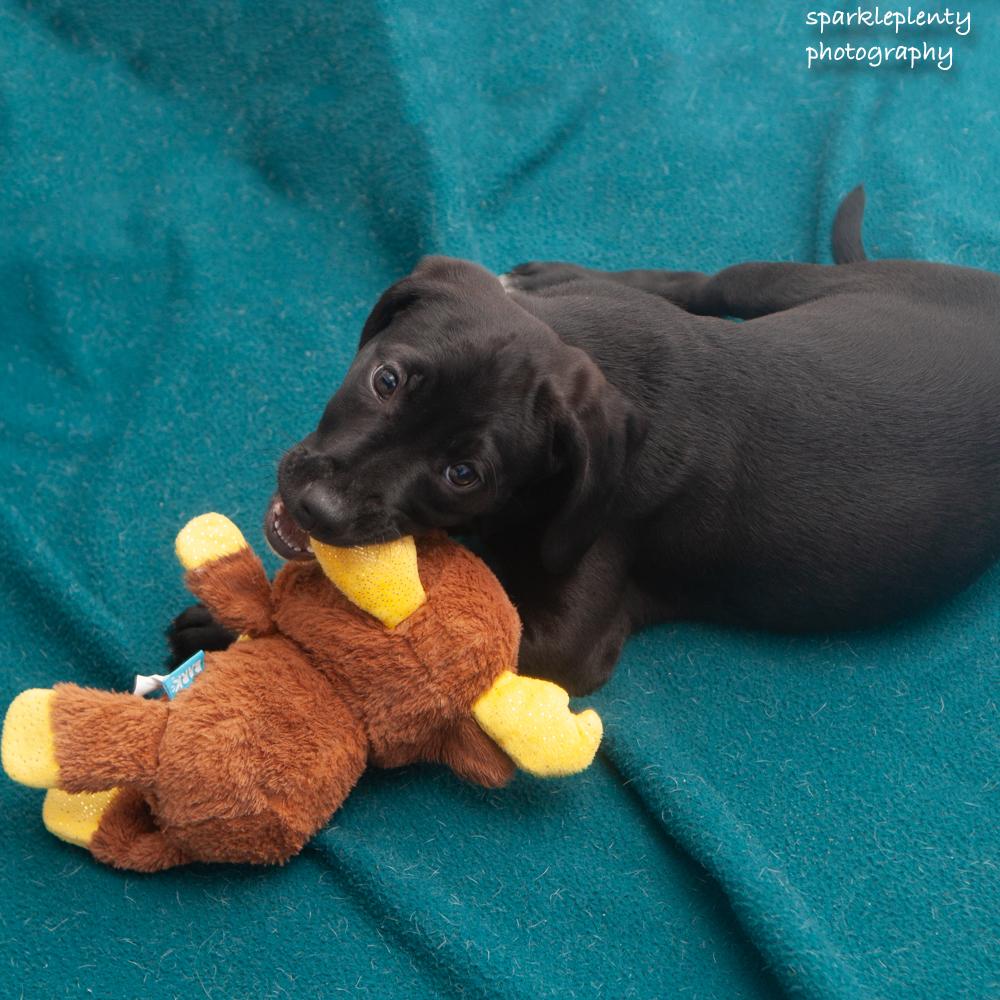 Mabel, an adoptable Mixed Breed in Ridgefield, CT image 4/4