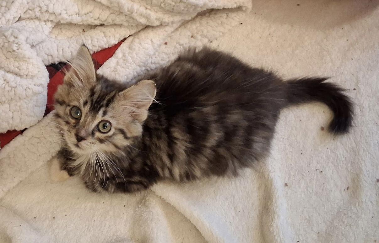 Benni, Adopted, Kitten Male Domestic Medium Hair & Tabby.