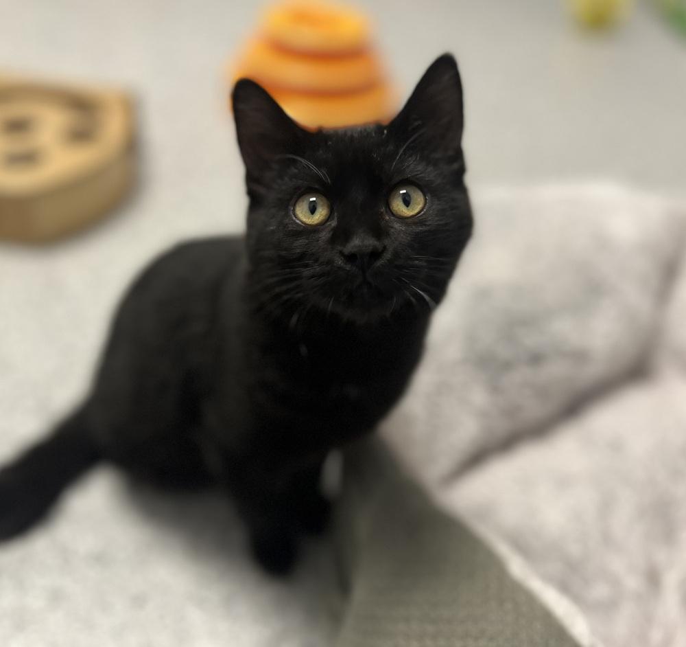 Chicken Little, Adoptable, Kitten Male Domestic Short Hair.